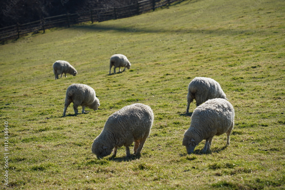 Sheep grazing on the grass in the meadow on a sunny day Sheep grazing on the grass in the meadow on a sunny day