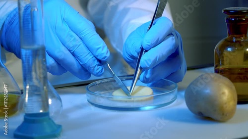 Scientist examines potatoes in laboratory. Food safety laboratory procedure, analysing food from the market.