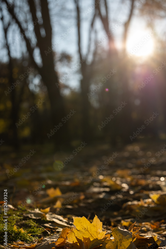 Autumn yellow leaf on the ground opposite the sun Autumn yellow leaf on the ground opposite the sun