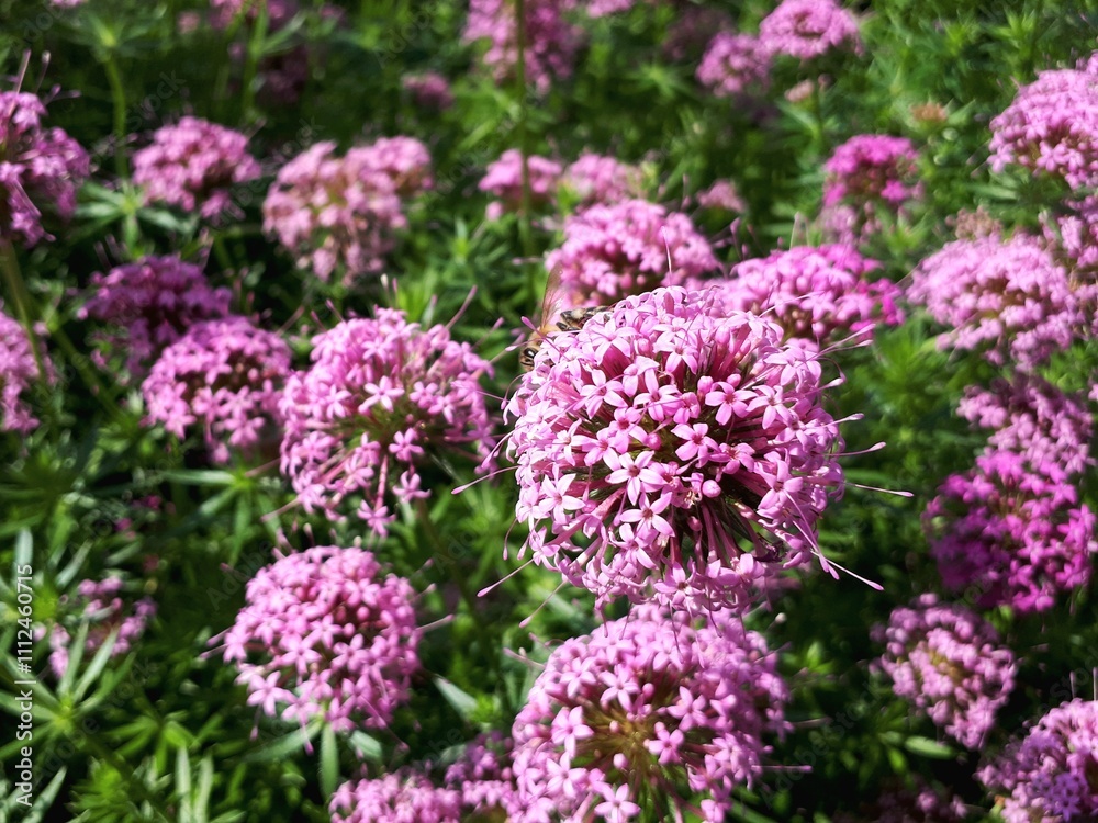 Vibrant Pink Valerian Flowers (Centranthus ruber) in Natural Habitat Vibrant Pink Valerian Flowers (Centranthus ruber) in Natural Habitat