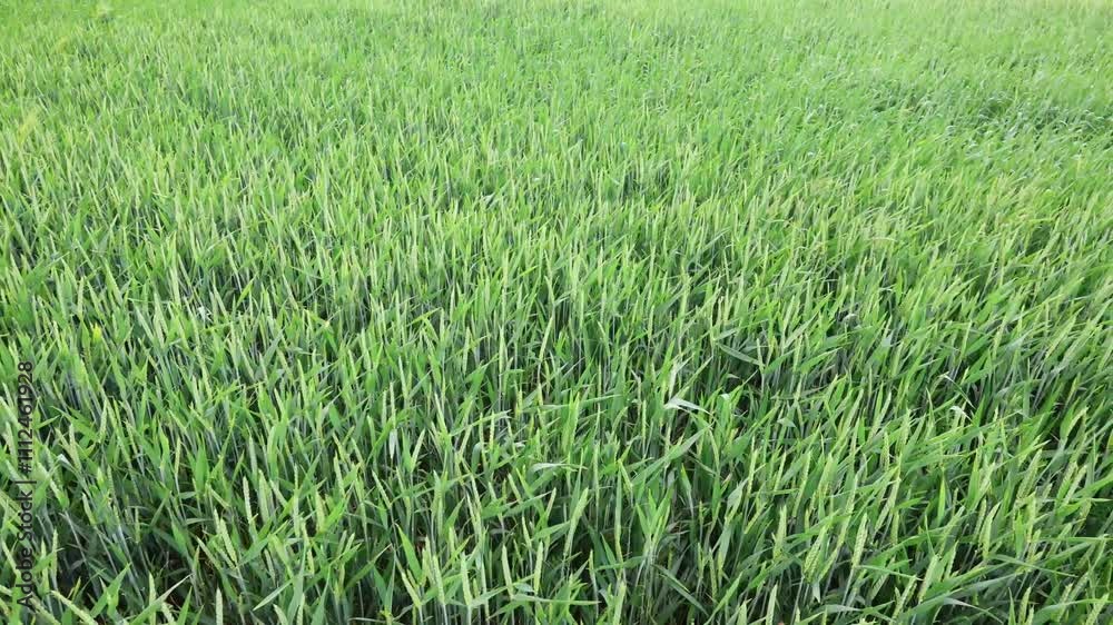 Panoramic View Of Half-Ripe Spikelets Of Cereal Crop Swaying In The Wind Panoramic View Of Half-Ripe Spikelets Of Cereal Crop Swaying In The Wind