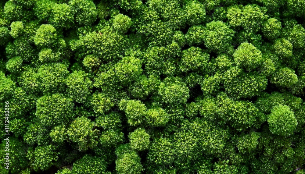 green moss for background texture green moss for background texture
