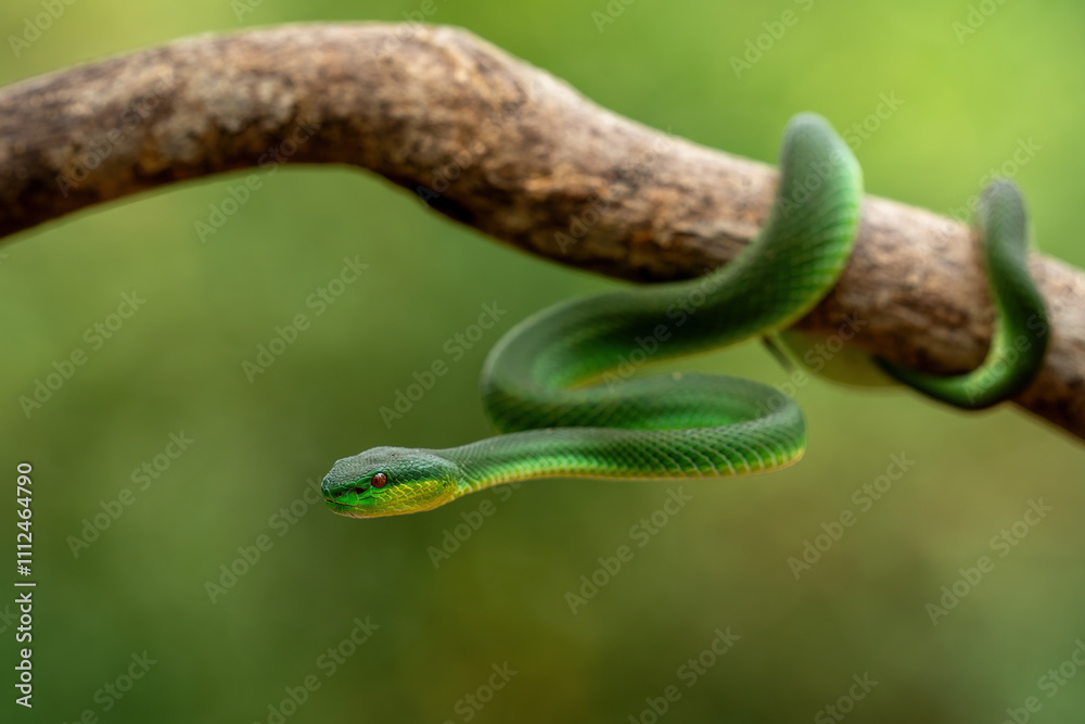 Fototapeta premium Green White-lipped Pit Viper (Trimeresurus insularis). Indonesian viper snake on tree branch.