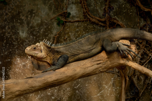 Lesser Antillean iguana (Iguana delicatissima) or West Indian iguana is a large arboreal lizard endemic to the Lesser Antilles.