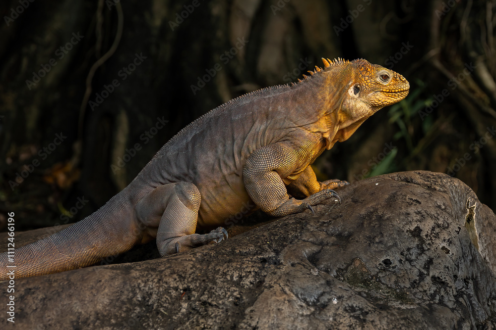 Galápagos Land Iguana (Conolophus subcristatus) is a very large species of lizard in the family Iguanidae. Galápagos Land Iguana (Conolophus subcristatus) is a very large species of lizard in the family Iguanidae.