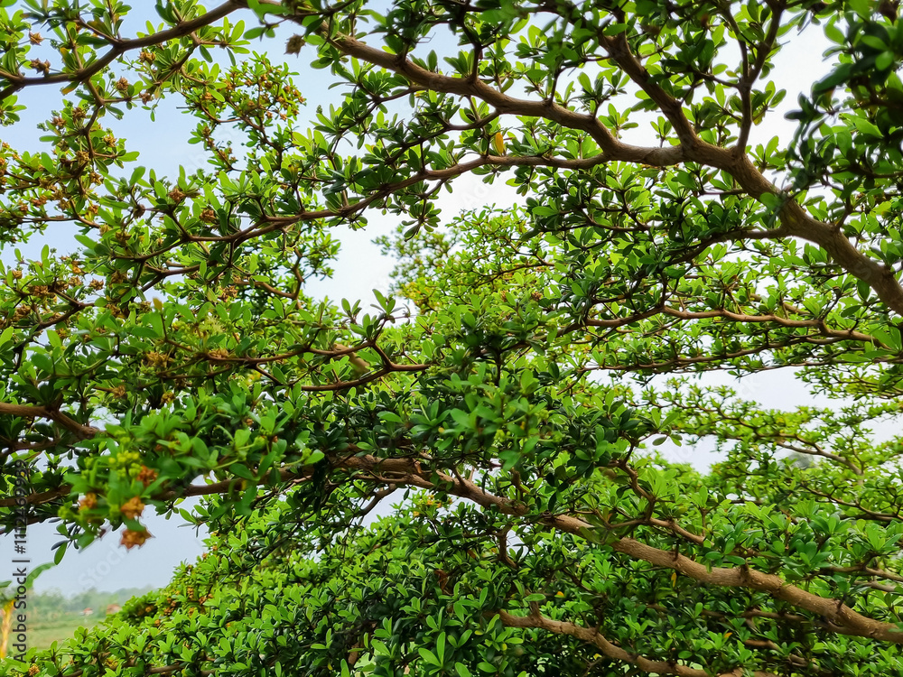 Fototapeta premium Commiphora wightii, the Indian bdellium tree or Mukul myrrh tree, is a flowering plant in the Burseraceae family. grows thickly around rice fields in Indonesia with background sky blue