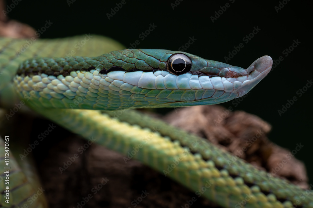 Baron's Green Racer (Philodryas baroni) is a snake species found in the South America. Baron's Green Racer (Philodryas baroni) is a snake species found in the South America.