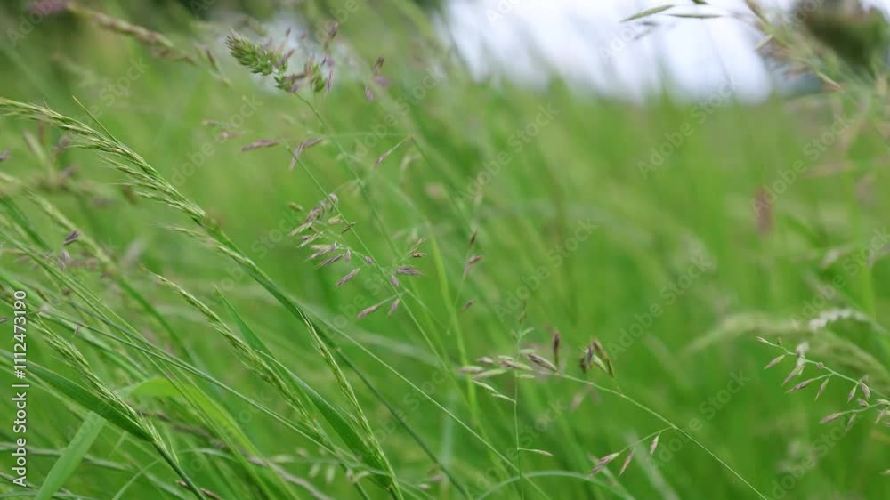 Wild Grass In The Field Swaing On The Wind Close-Up Wild Grass In The Field Swaing On The Wind Close-Up
