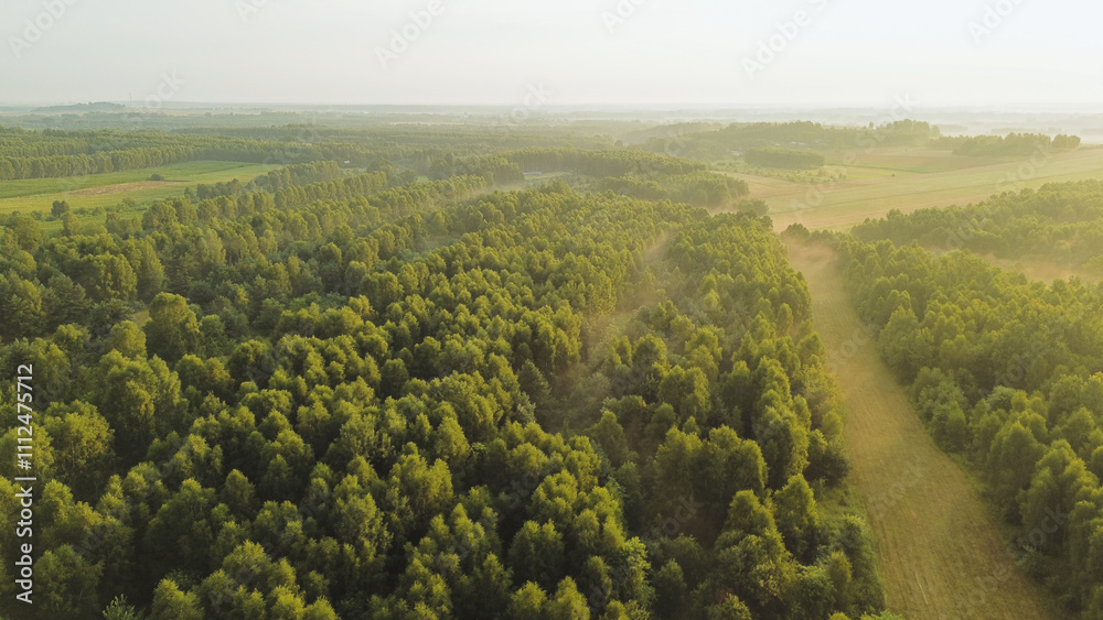 Fototapeta premium Morning light over lush green forest, aerial view