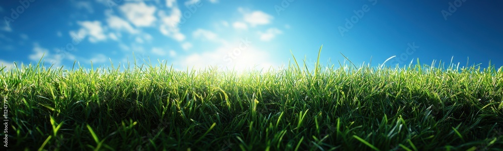 Grassy field with sun shining through the clouds, space for text Grassy field with sun shining through the clouds, space for text