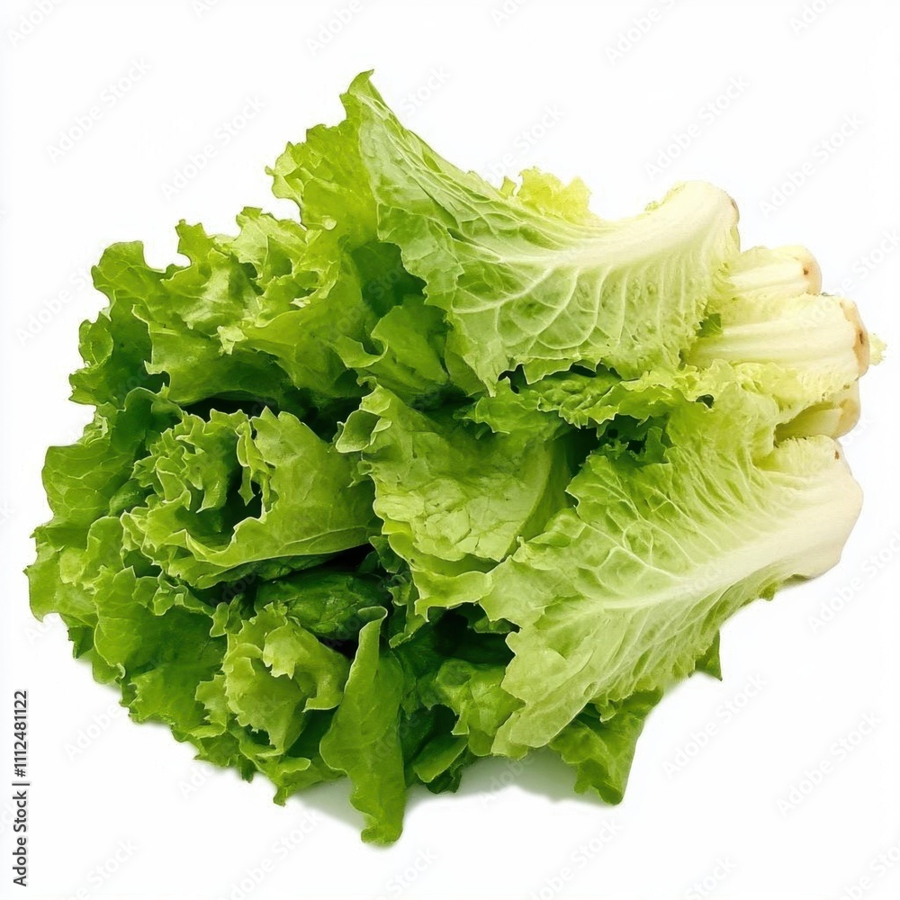 Fresh green lettuce with crisp leaves, ideal for salads and garnishes. Fresh green lettuce with crisp leaves, ideal for salads and garnishes.