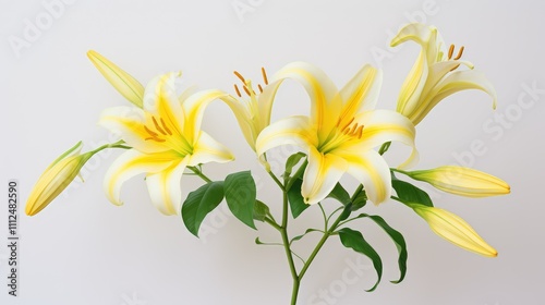 yellow lilies on white photo