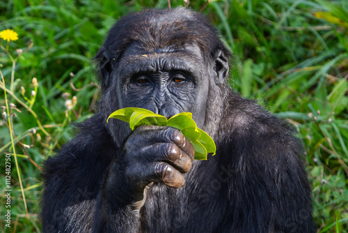 Adult gorilla eating leaves from a tree. Great primates. Endangered animals. Close-up of a gorilla. Large apes. photo