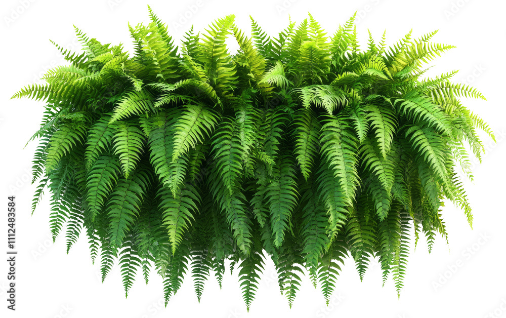 Fototapeta premium Lush Green Ferns with Transparent Background