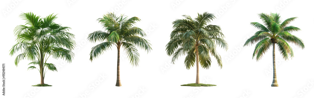 Fototapeta premium Tropical Palm Trees Isolated on Transparent Background