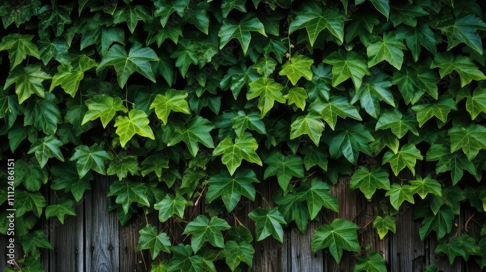 cluster ivy leaves cluster ivy leaves