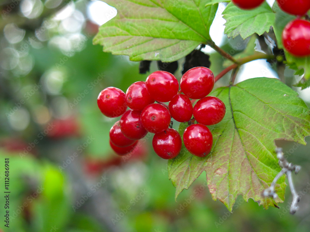 juicy red viburnum berries hang in clusters on a tree juicy red viburnum berries hang in clusters on a tree