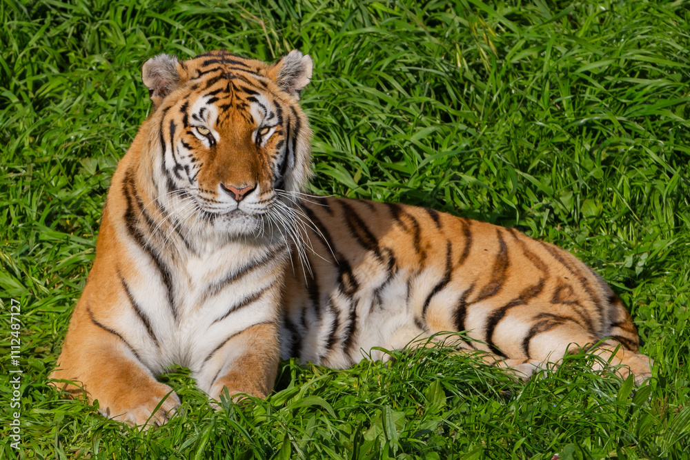 Adult tiger resting on the grass. Close-up of a tiger. Large predators. Wild animals in the wild. Adult tiger resting on the grass. Close-up of a tiger. Large predators. Wild animals in the wild.