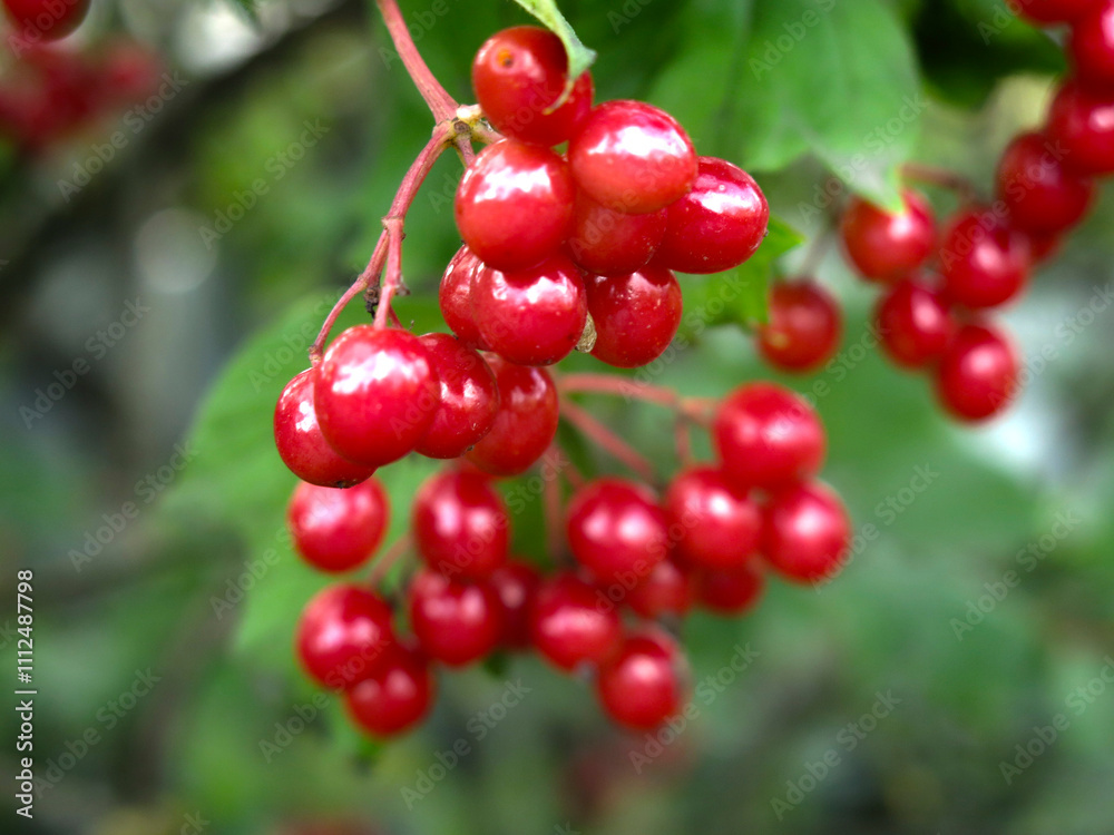 juicy red viburnum berries hang in clusters on a tree juicy red viburnum berries hang in clusters on a tree