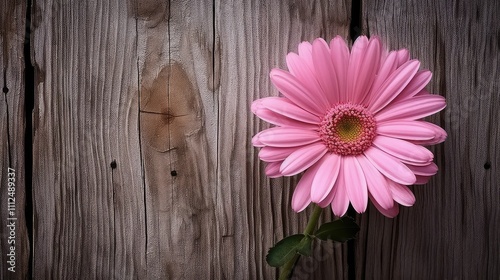 bloom pink daisy on wood