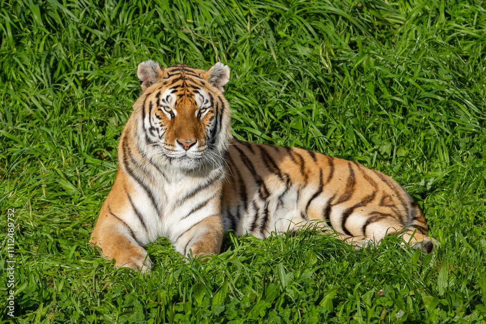 Adult tiger resting on the grass. Close-up of a tiger. Large predators. Wild animals in the wild. Adult tiger resting on the grass. Close-up of a tiger. Large predators. Wild animals in the wild.