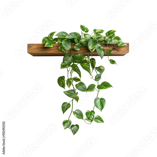 A trailing pothos plant hangs from a wooden wall shelf, isolated on the white background


