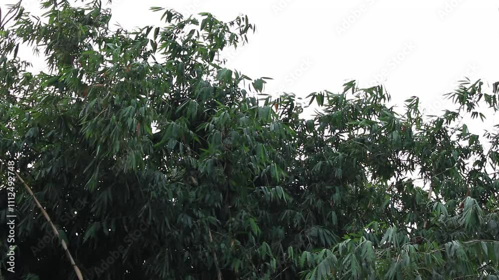 trees in the forest blown by the wind