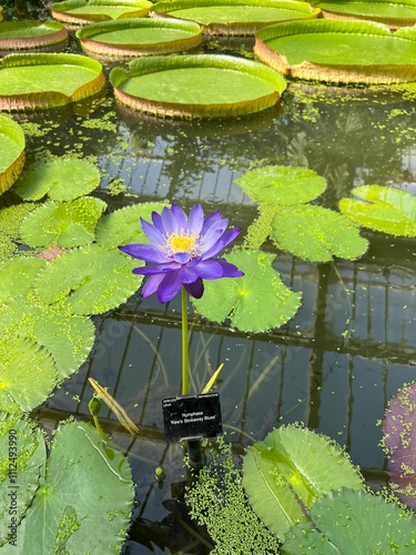 Foto Waterlily: Nymphea Stunning Purple Water Lily 'Kew's Stowaway Blues' Blooming Am