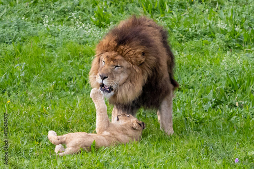 Adult lion plays with a cub on the grass. The king of the jungle. Lions in freedom. Wild animals. Large predators.