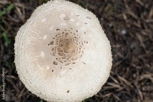 Fungi or mushroom known as Frayed Parasol Macrolepiota excoriata photo