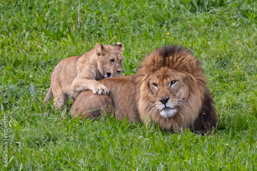 Wallpaper Mural Adult lion plays with a cub on the grass. The king of the jungle. Lions in freedom. Wild animals. Large predators. Torontodigital.ca
