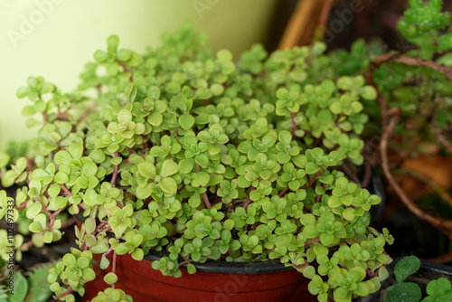 Tiny Soleirolia soleirolii plant close up shot. Nursery, greenhouse buisness concept photo