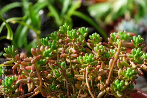 Sedum rubrotinctum, succulent plant close up shot photo