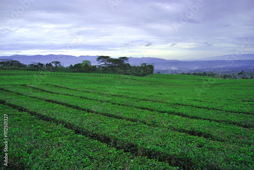 view of the tea plantation on Mount Dempo, fence nature, South Sumatra, Indonesia photo