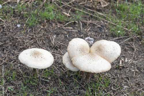 Fungi or mushroom known as Frayed Parasol Macrolepiota excoriata photo