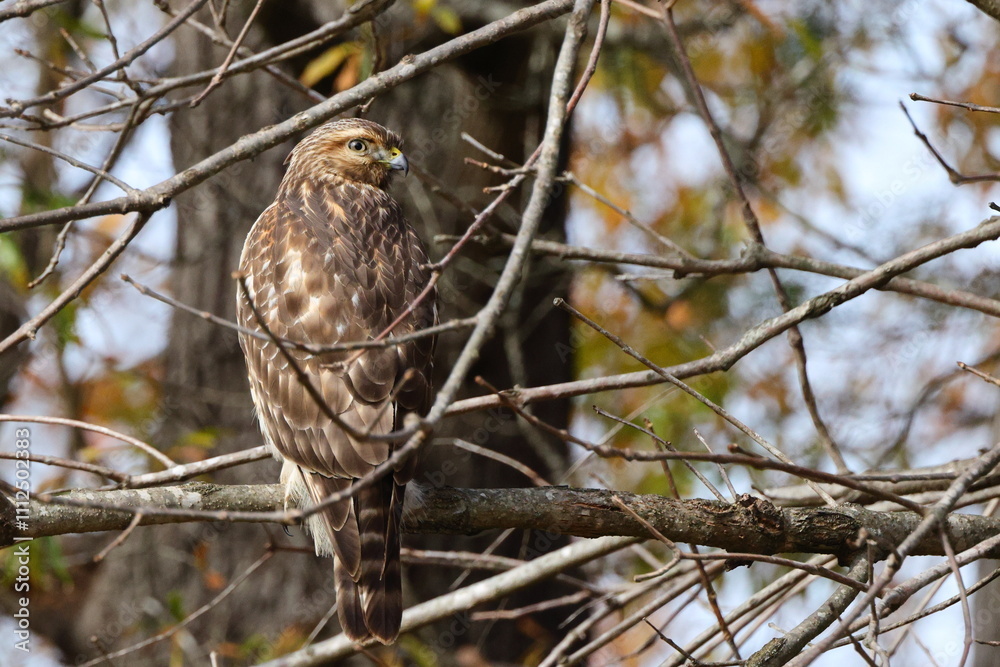 Cooper hawk perched in tree on sunny day blurry background. Cooper hawk perched in tree on sunny day blurry background.