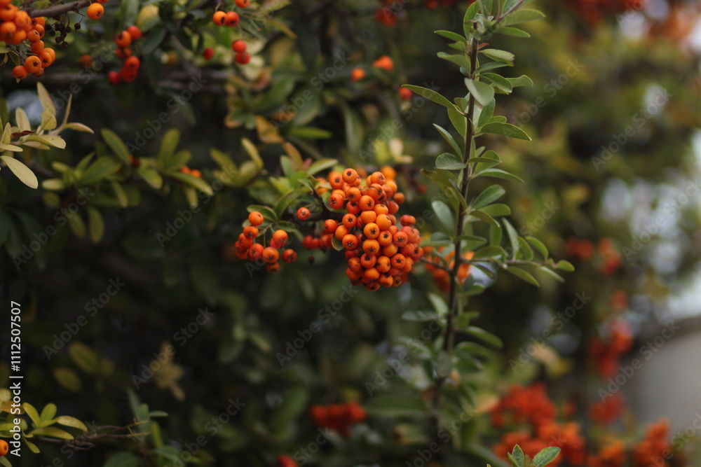 orange berries on the tree. orange berries on the tree in front of the house. The berries are illuminated by the autumn sun. they decorate the house orange berries on the tree. orange berries on the tree in front of the house. The berries are illuminated by the autumn sun. they decorate the house
