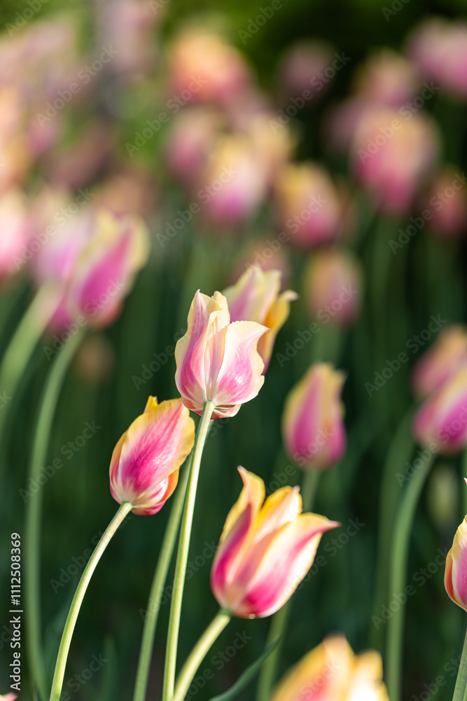 Naklejka premium pink tulips in the garden