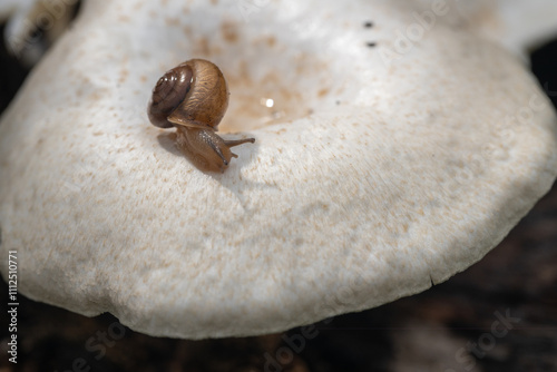 A tiny snail on Fungi or mushroom known as Frayed Parasol Macrolepiota excoriata photo