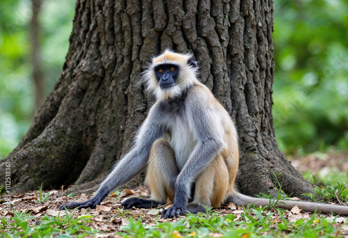 long macaque