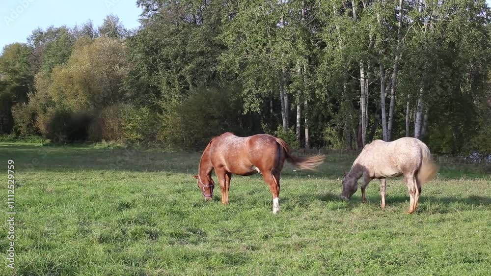 Horses are grazing in a pasture near a farm. Horses are grazing in a pasture near a farm.