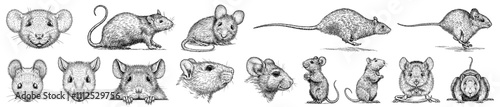 Vintage engraving isolated mouse set illustration mice ink sketch. Rat background rodent silhouette gnawer art. Black and white hand drawn image