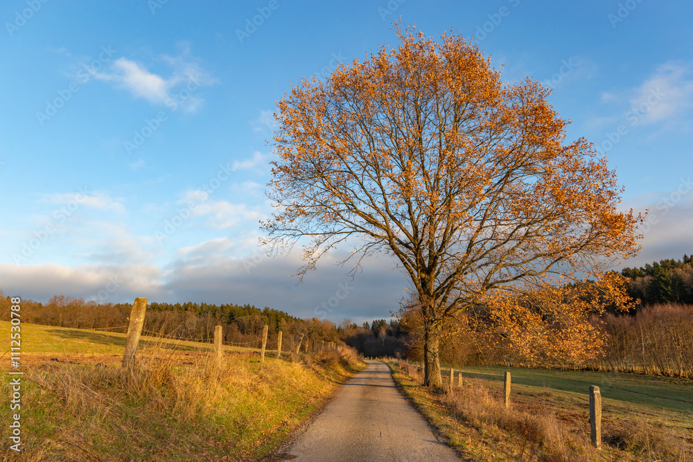 A country road on a bright autumn evening.