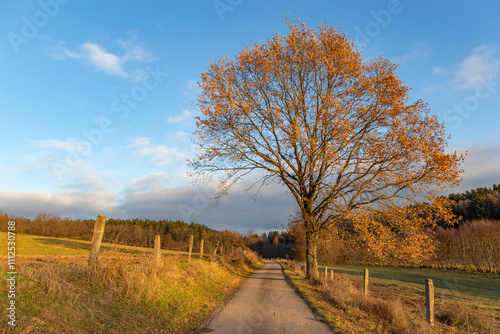 Obraz na płótnie A country road on a bright autumn evening. w salonie