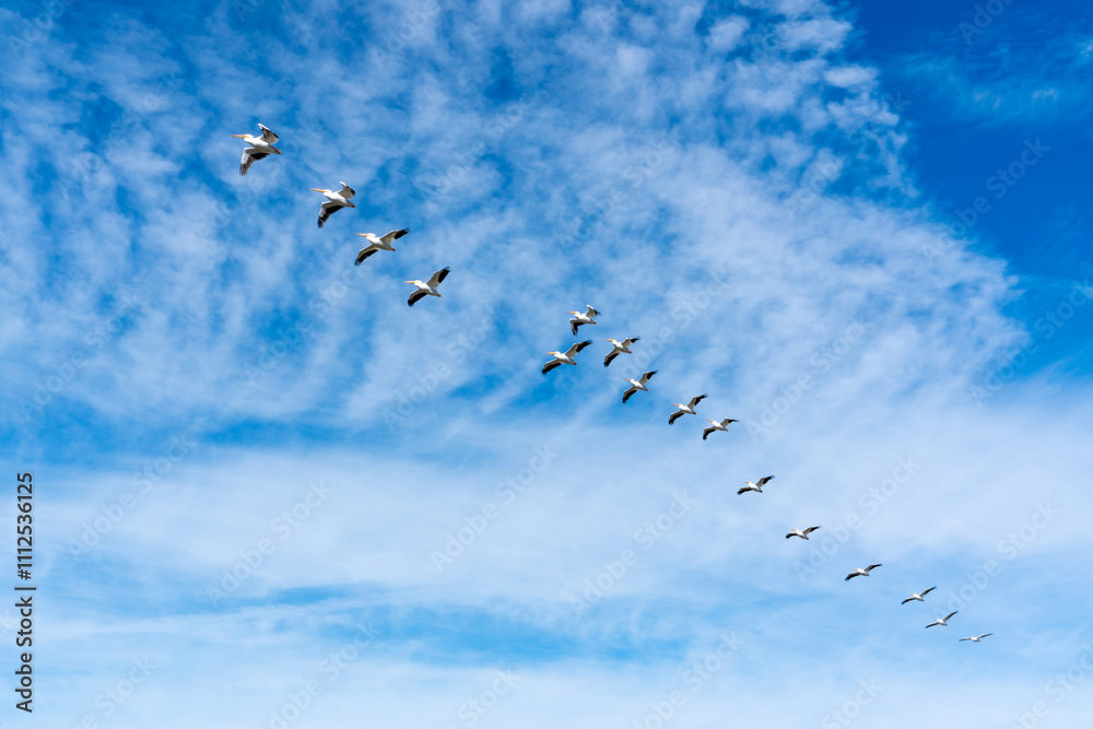 Flock of white pelicans over Robinson Preserve in Bradenton, Florida. Flock of white pelicans over Robinson Preserve in Bradenton, Florida.