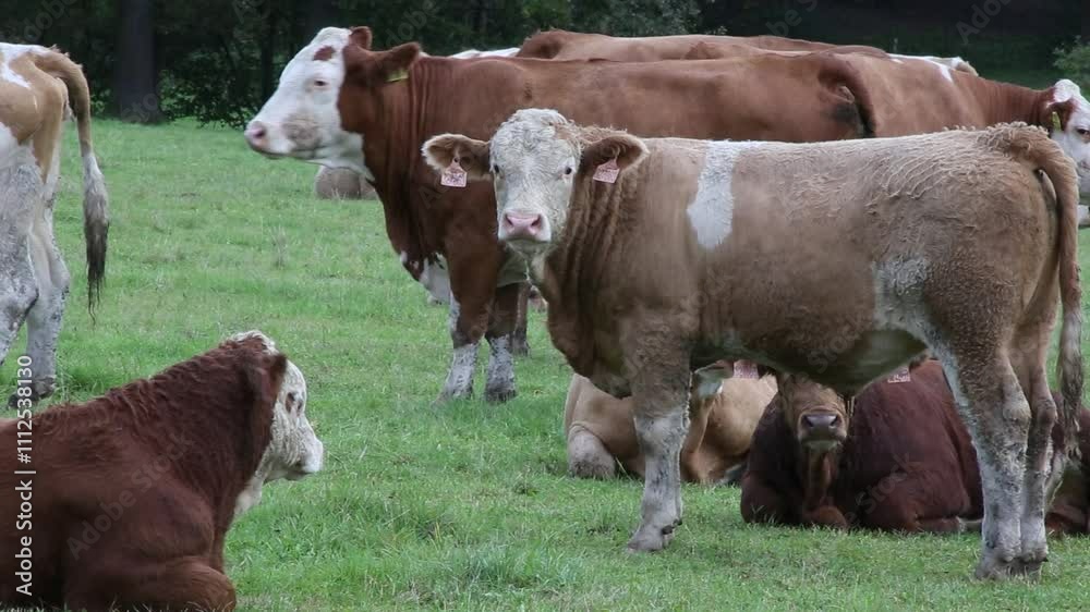 Cows are grazing in a pasture near a farm. Cows are grazing in a pasture near a farm.