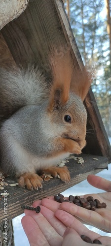 Feeding fluffy squirrels on a tree