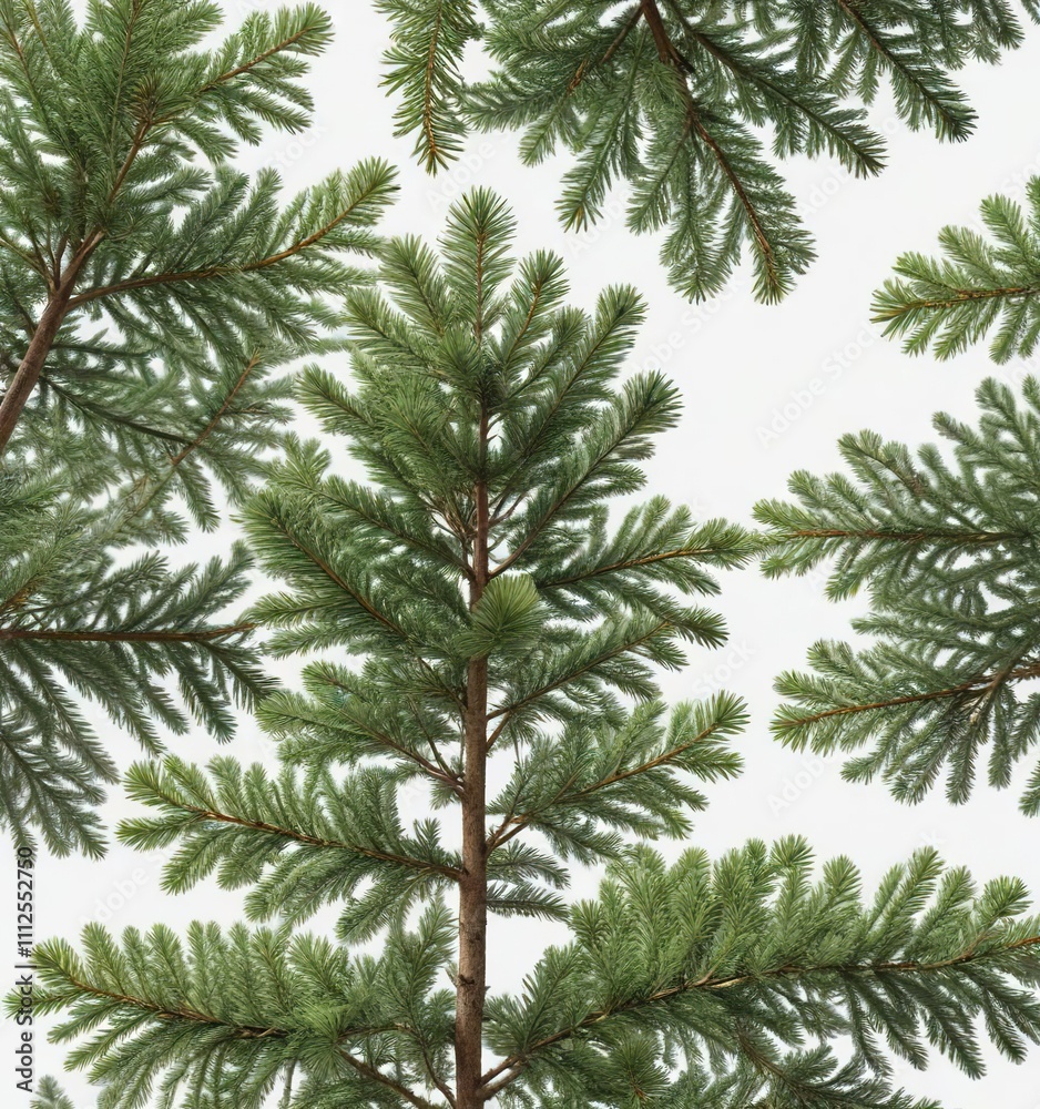 Obraz premium Evergreen spruce tree with full branches and needles in a white background, evergreen tree, greenery, fir