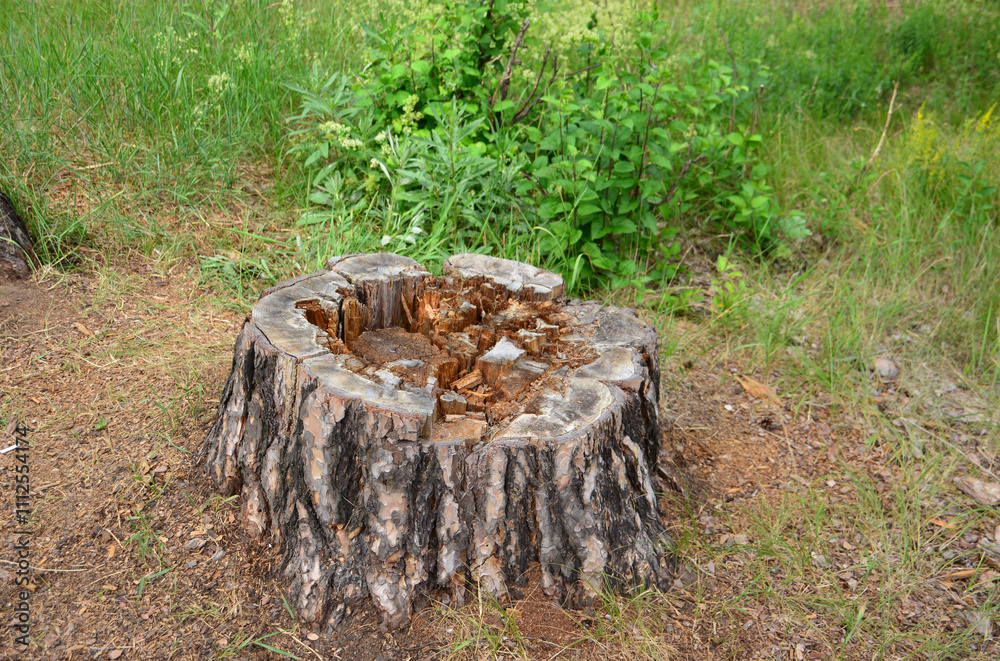 Obraz premium a tree stump of a birch tree on the lawn in the forest
