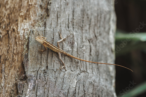 A detailed shot of an oriental garden lizard resting on rough tree bark in Sri Lanka s tropical environment. Ideal for showcasing exotic reptiles, wildlife, and natural habitats.  photo